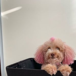 Meet your Posher, Mia